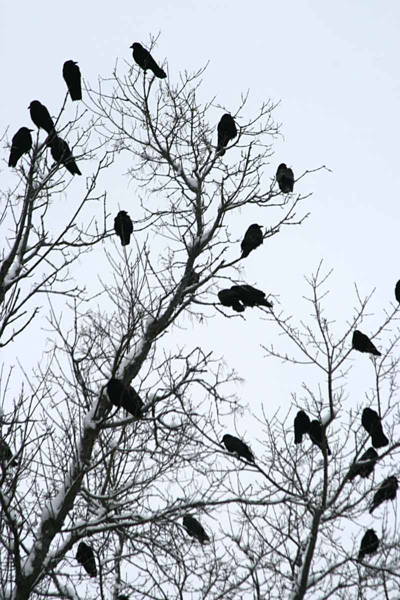 The tree may be a bedroom, not a buffet