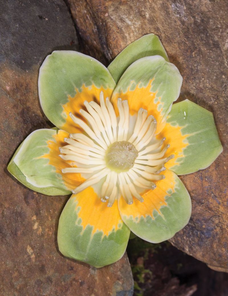 Its wildlife value extends beyond the flowering window