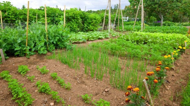 Helps Control Soil-Borne Diseases