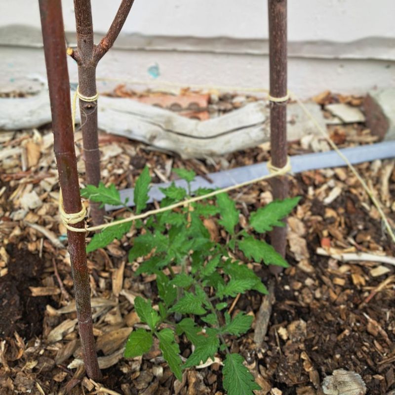 Stakes and Twine for Tomatoes and Clematis