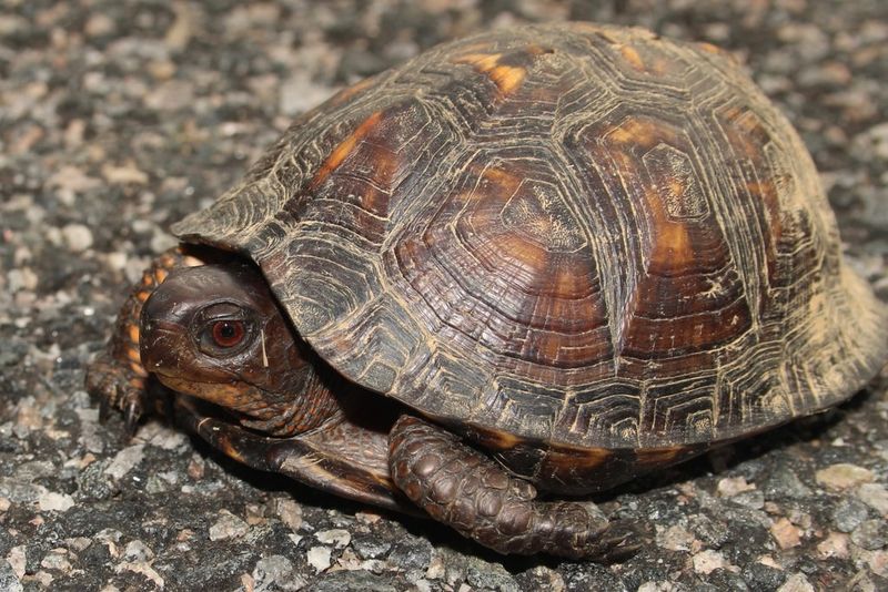 If a turtle is in immediate danger, keep any move short