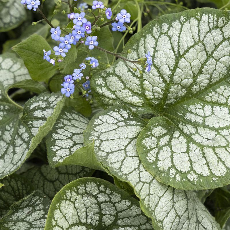 Brunnera
