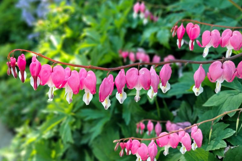 Bleeding Heart (Dicentra)