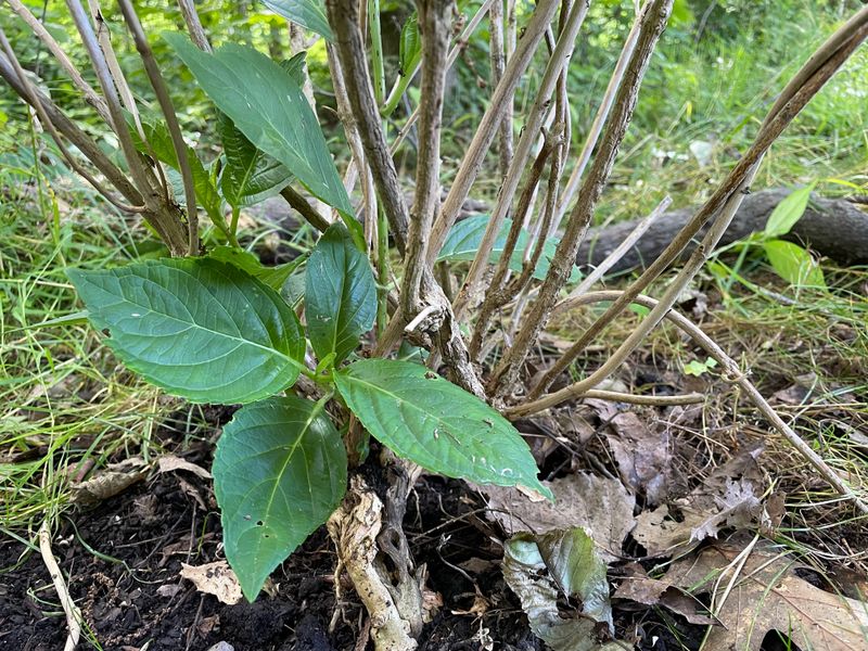The pruning rule depends on where the hydrangea makes its buds