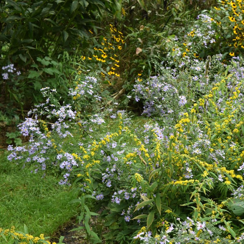 Aromatic Aster (Symphyotrichum oblongifolium)