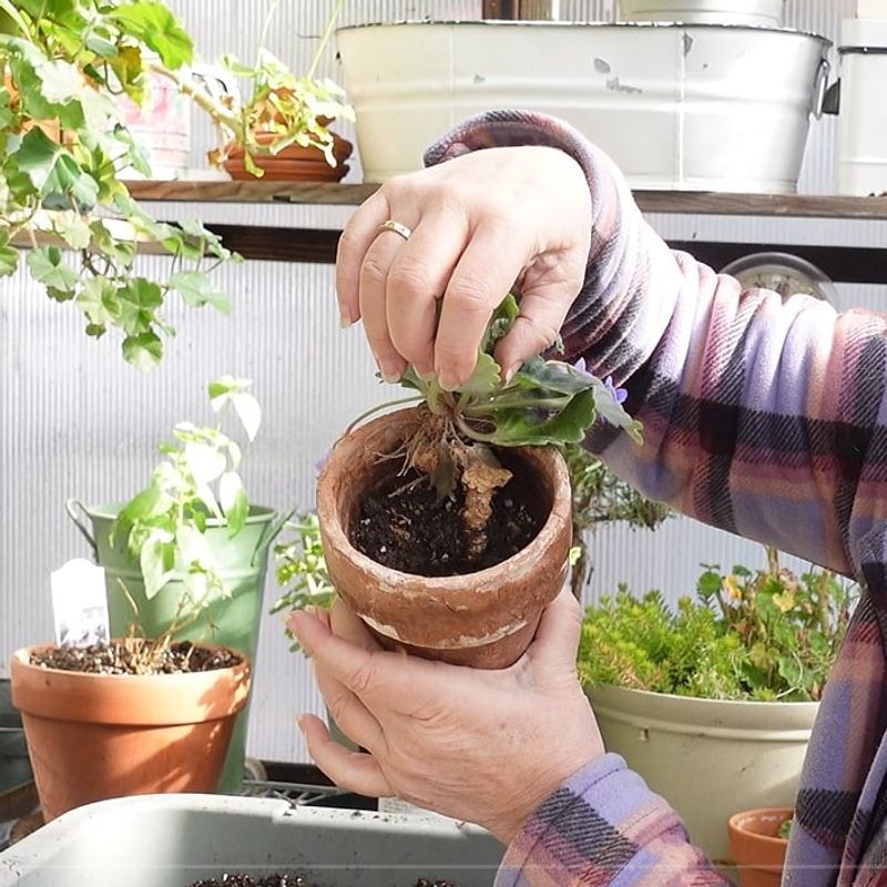 Extract the Plant from its Old Pot