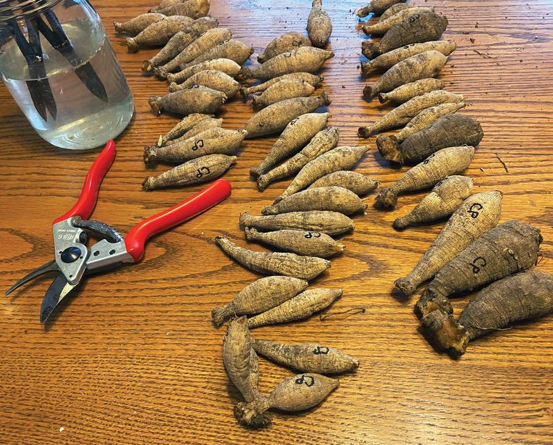 Cure Tubers Before Packing