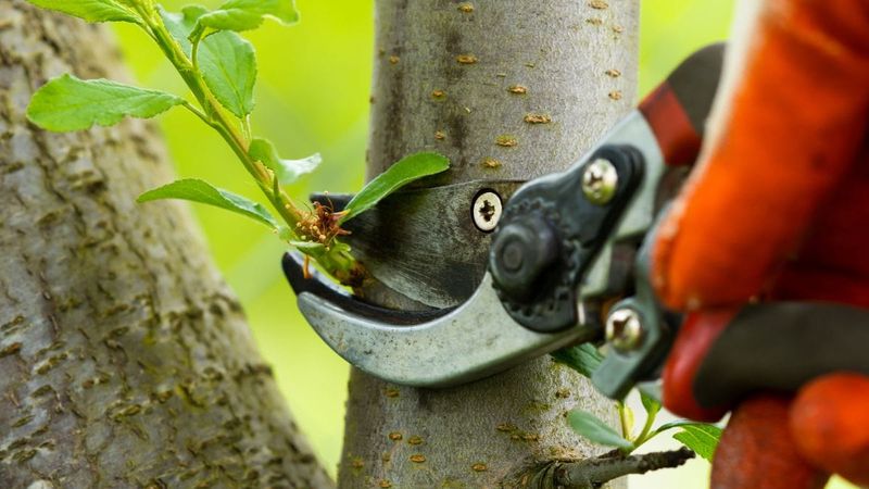 Using Dull Pruners
