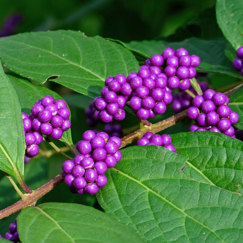 Beautyberry