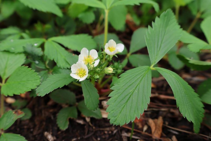 Wild Strawberry (Fragaria virginiana)