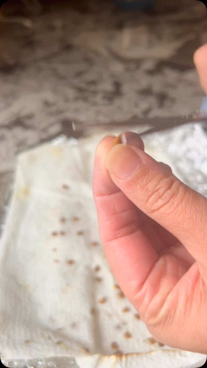 Test Germination and Prepare to Sow