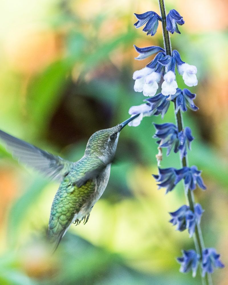 Hummingbirds