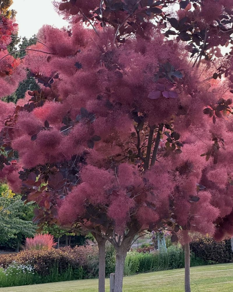Smoke Tree