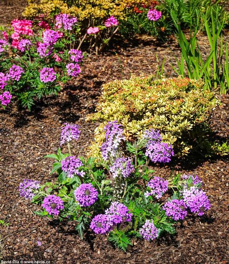 Match the plant to the site instead of expecting a miracle