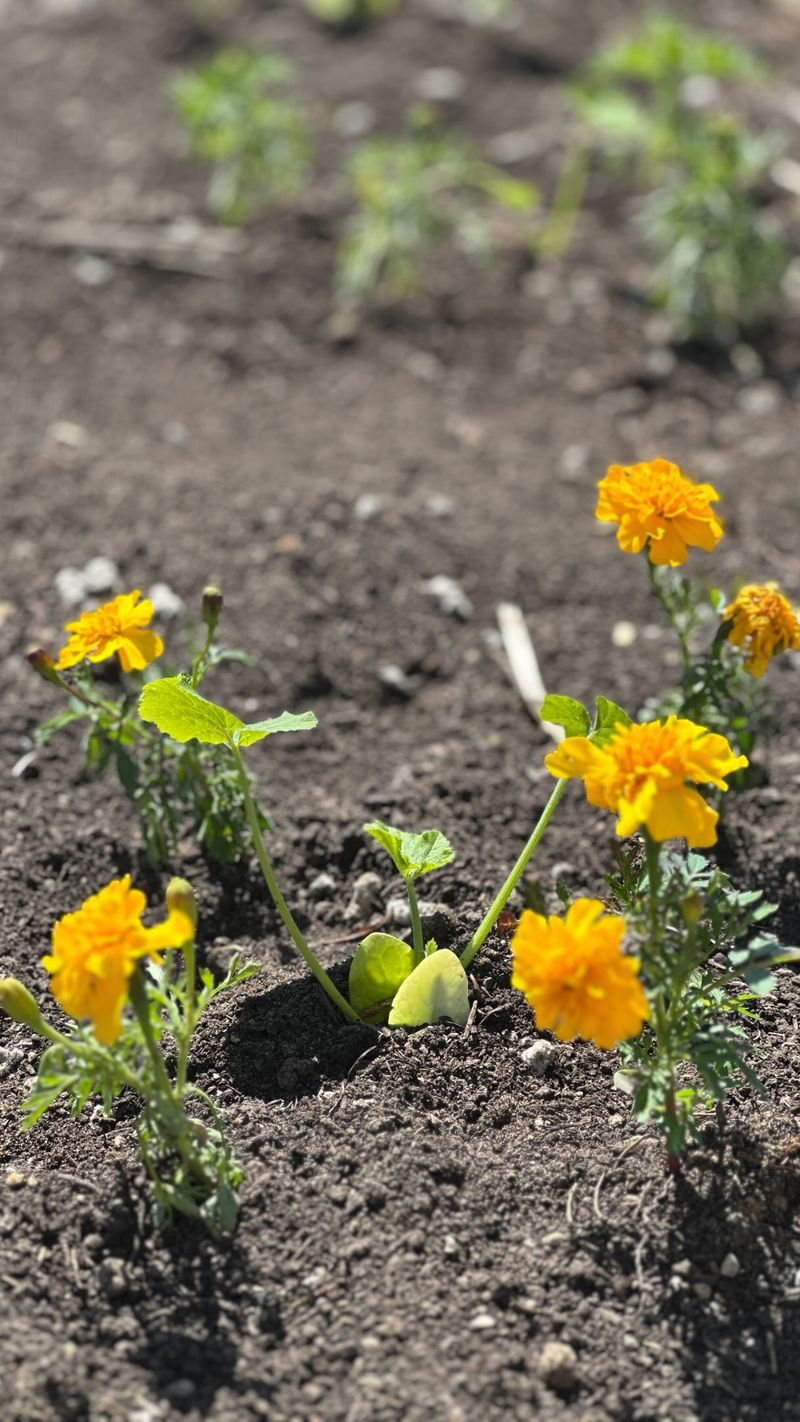 Deters Squash Bugs and Cucumber Beetles