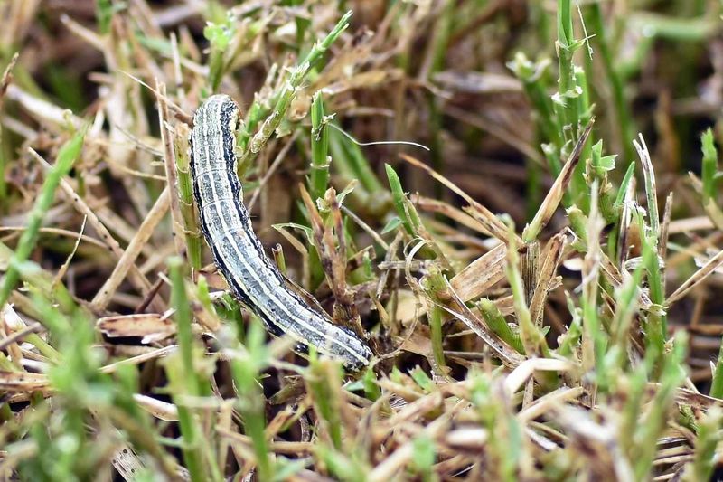 Newly established turf can be more vulnerable