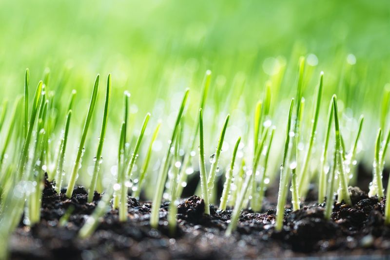 The seedbed needs moisture, not constant wetness