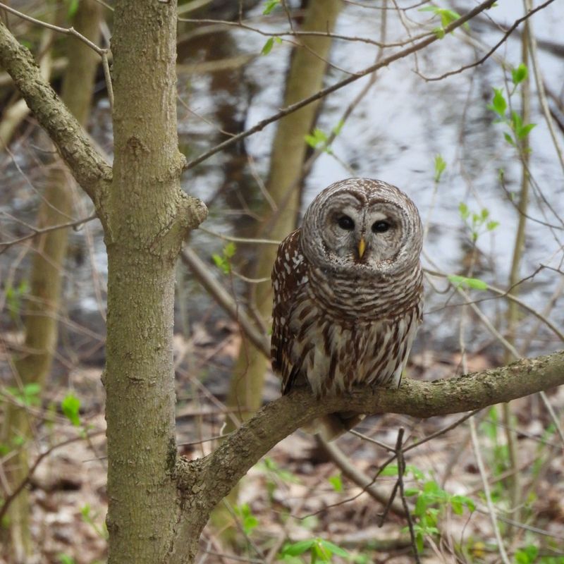 The call points to nearby habitat, not a yard diagnosis