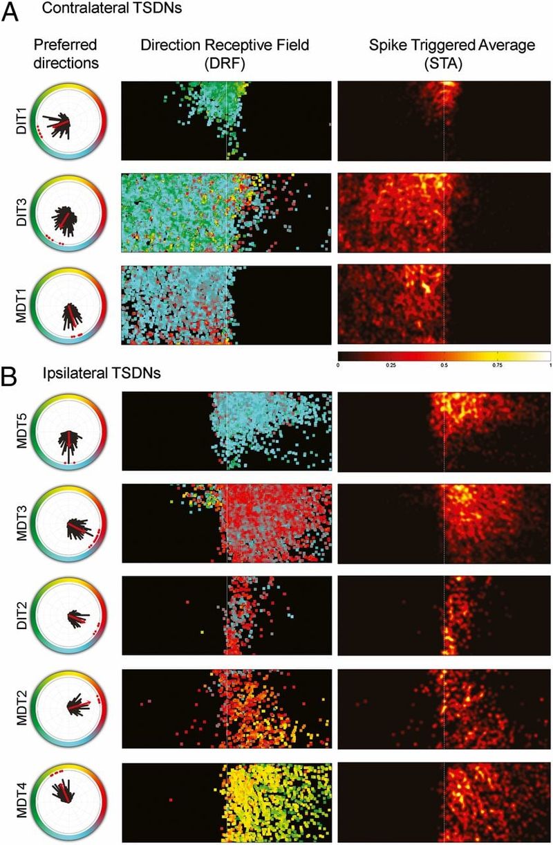 The “three-nerve reflex” is really a coordinated neural pathway