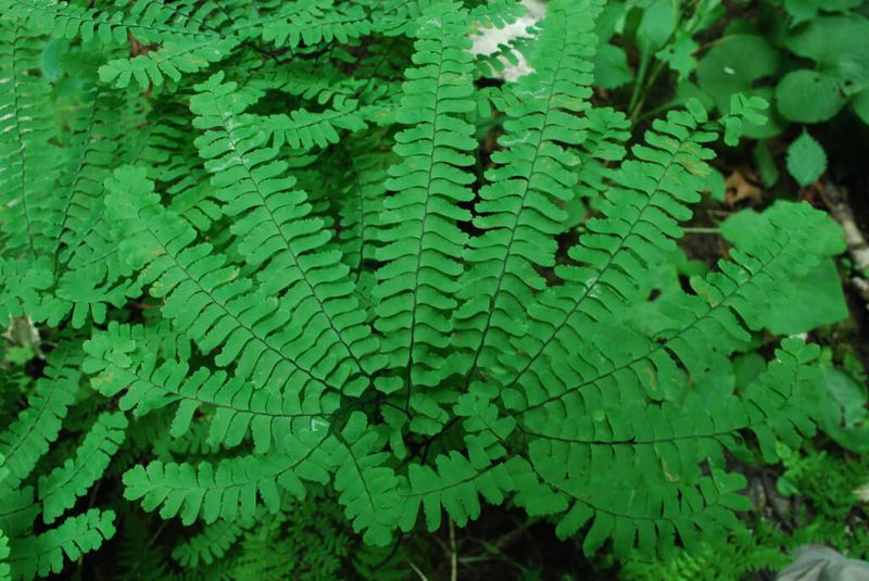 Northern Maidenhair Fern