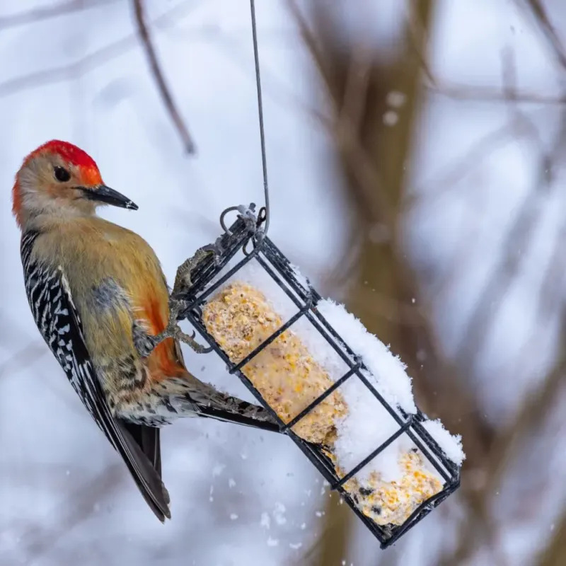 Suet
