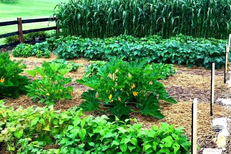 Tilling Your Vegetable Garden