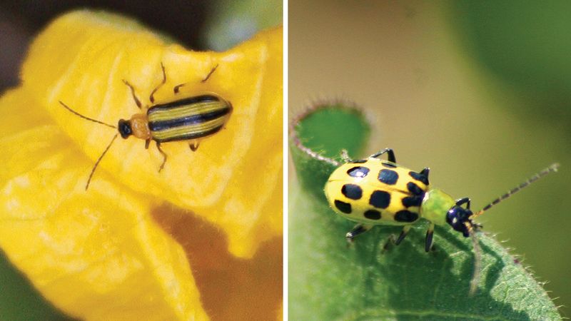 Address Pest Problems