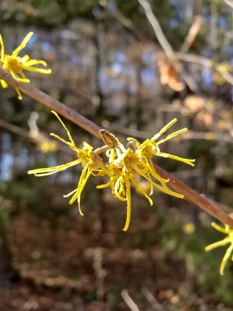 Which witch hazel will bloom in your fall yard?