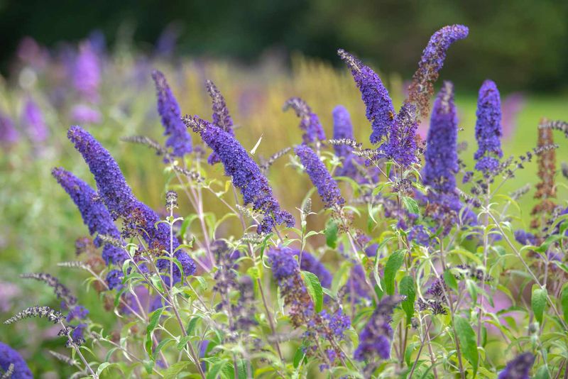 A pre-freeze bloom deadline is not supported