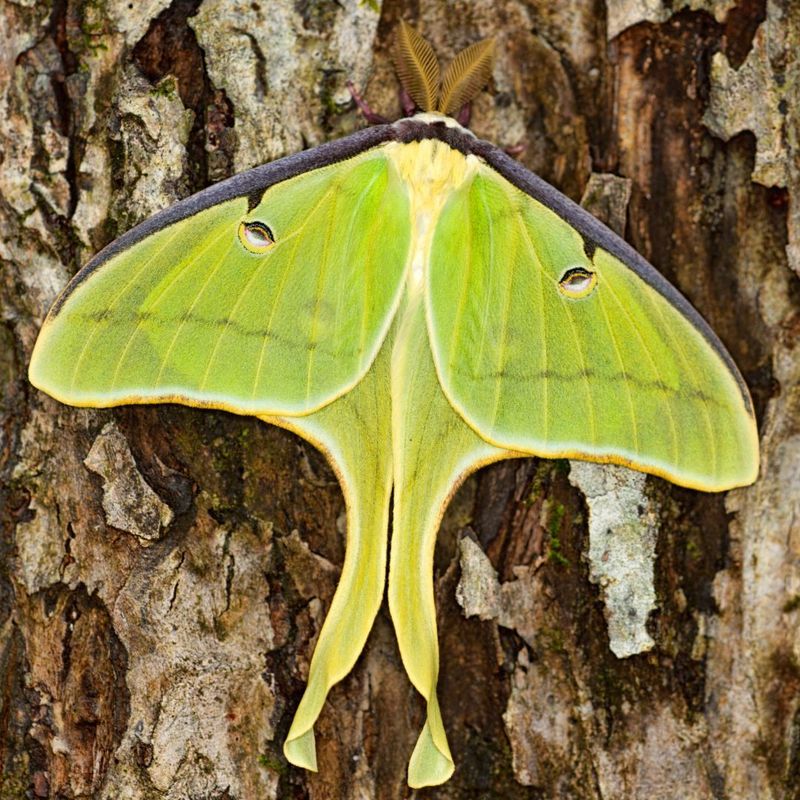 Luna Moths, Bees, and Persimmon Blossoms