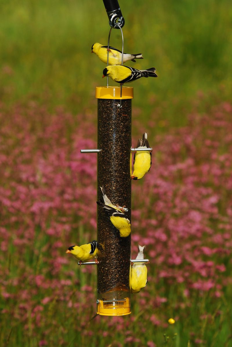 American Goldfinch