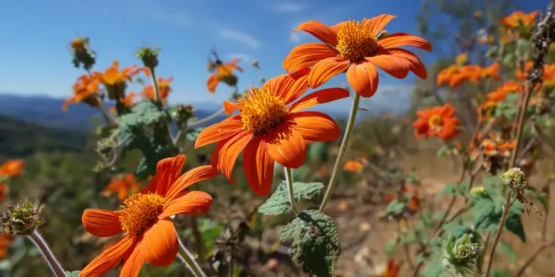 Meet the tall annual that blooms from midsummer into fall
