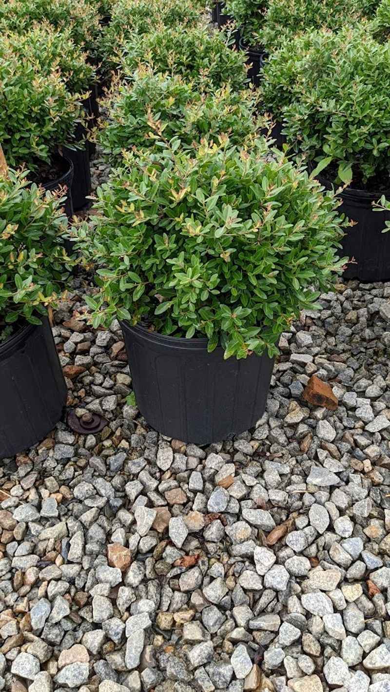 Dwarf yaupon holly is a conditional evergreen choice