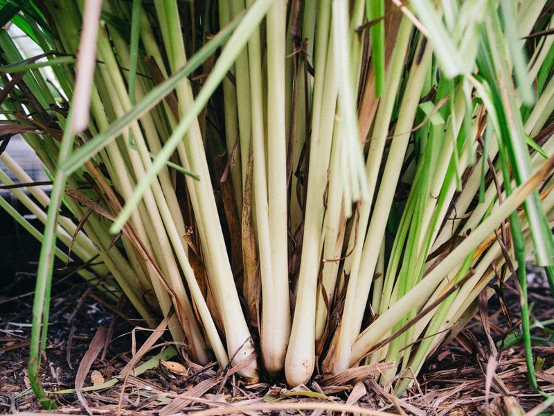 Overwinter the plant and place it responsibly