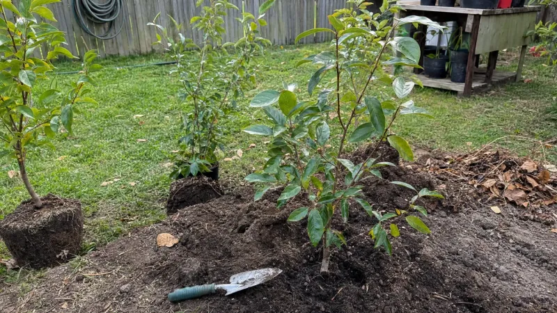 Young trees need help getting established