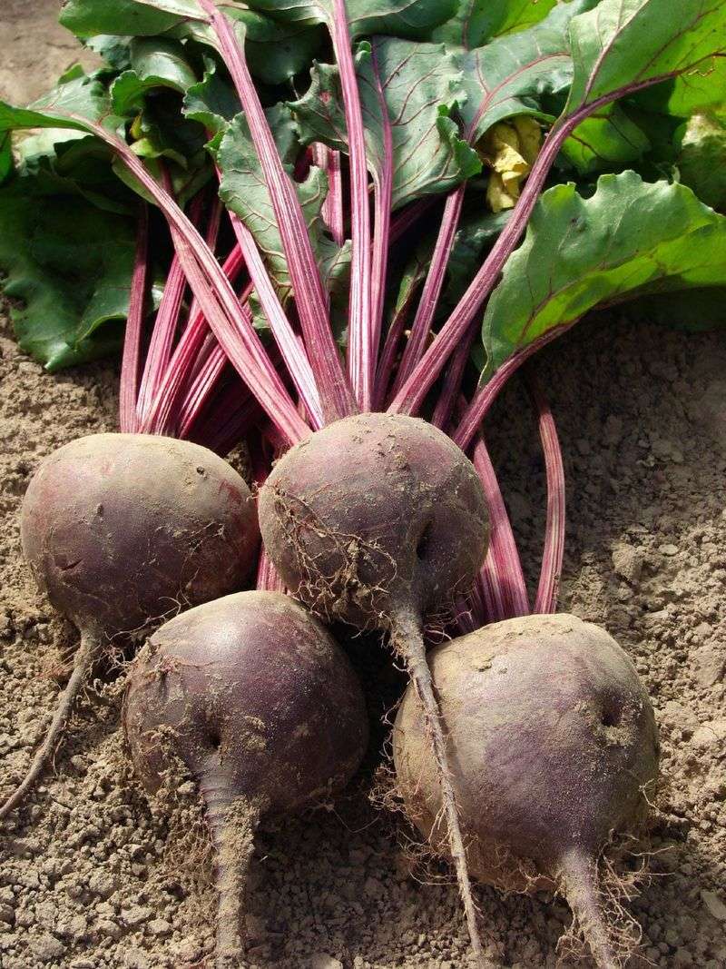 Harvest at the Right Size