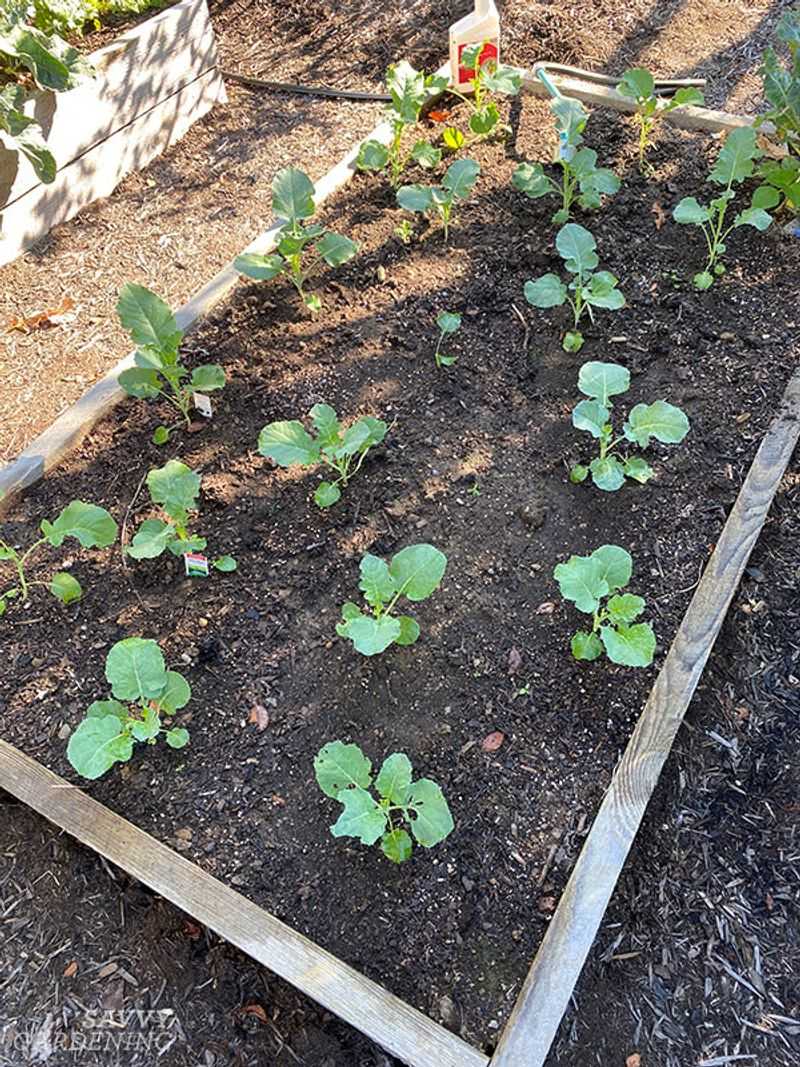 Lay out the bed for mature spacing from the start