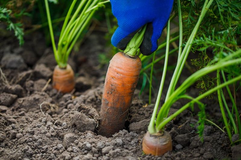 Build a deep, even seedbed