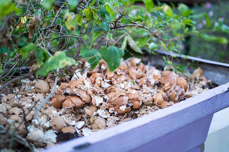 Crushed Eggshells for Sharper Beds