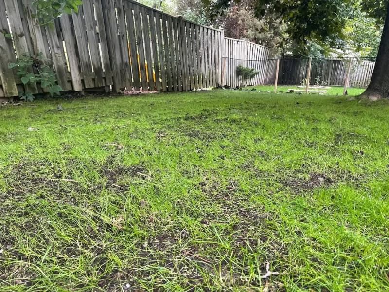 Overseed With Shade-Tolerant Grass