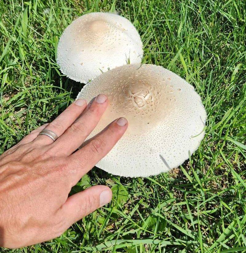 There Might Be Toxic Mushroom Species Present