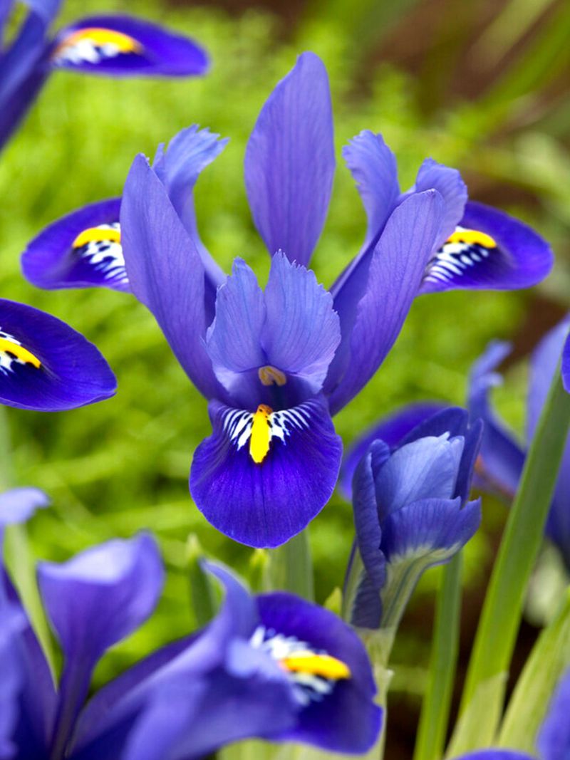 Iris Reticulata (Dwarf Iris)