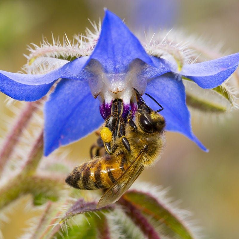 Borage