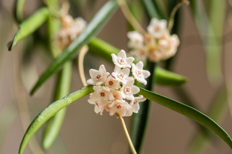 Hoya shepherdii