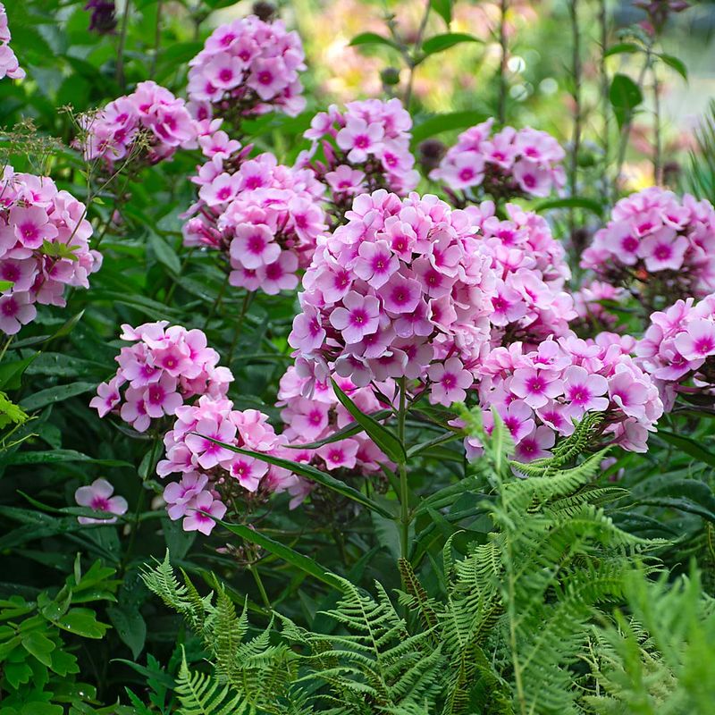 Garden Phlox (Phlox paniculata)