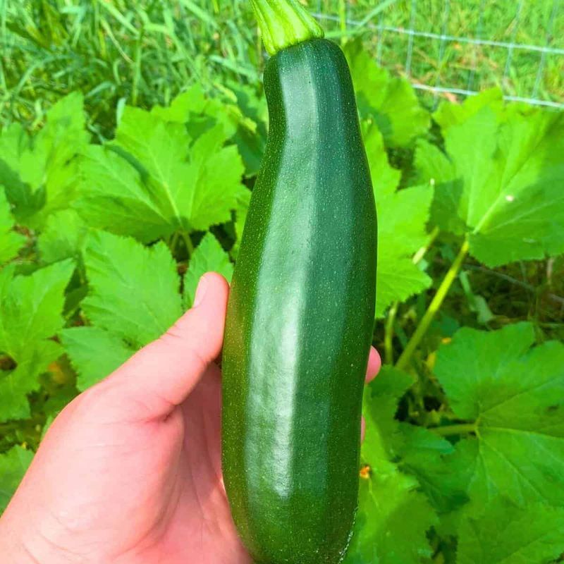The Color Is A Deep, Even Green