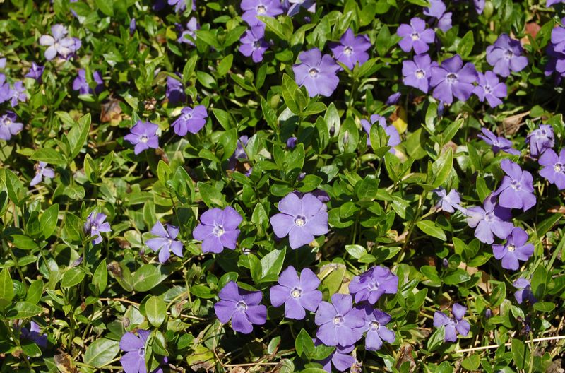 Periwinkle (Vinca major)