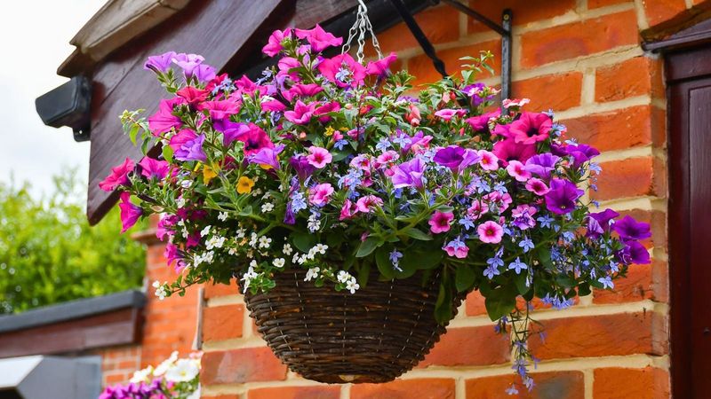 Pick Heat-Tolerant Plants and Deadhead Often