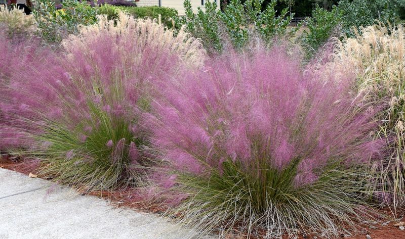 Check the curb’s sun, drainage, and available space before planting