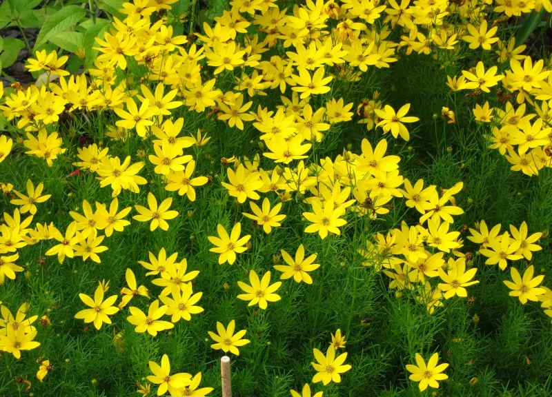 Coreopsis (Coreopsis spp.)